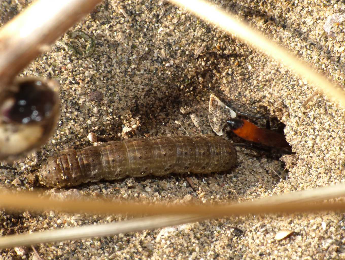 Ammophila: comportamento strano